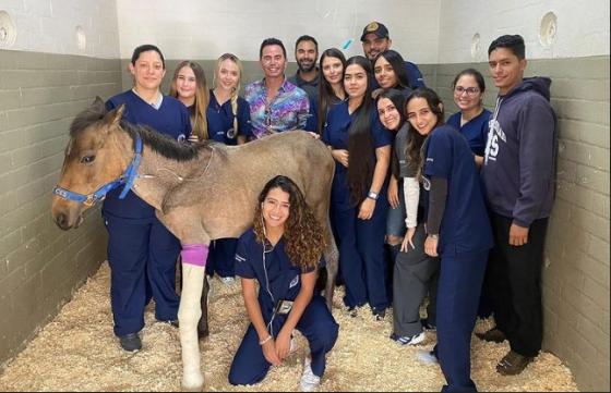 Así Va La Recuperación De Valentino El Caballo De Jhonny Rivera Kienyke